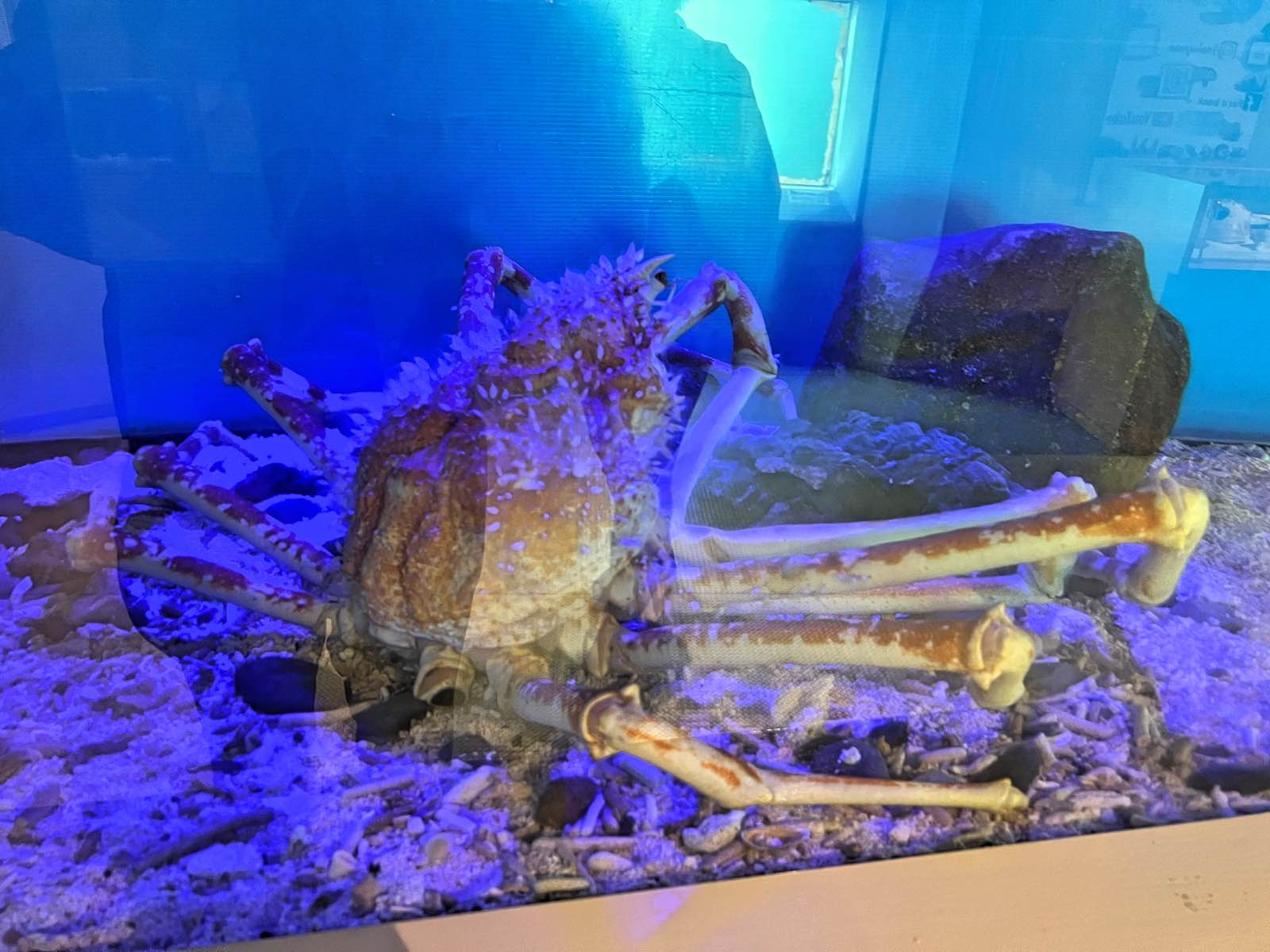 海中水族館シードーナツ 展示されている生き物たち
